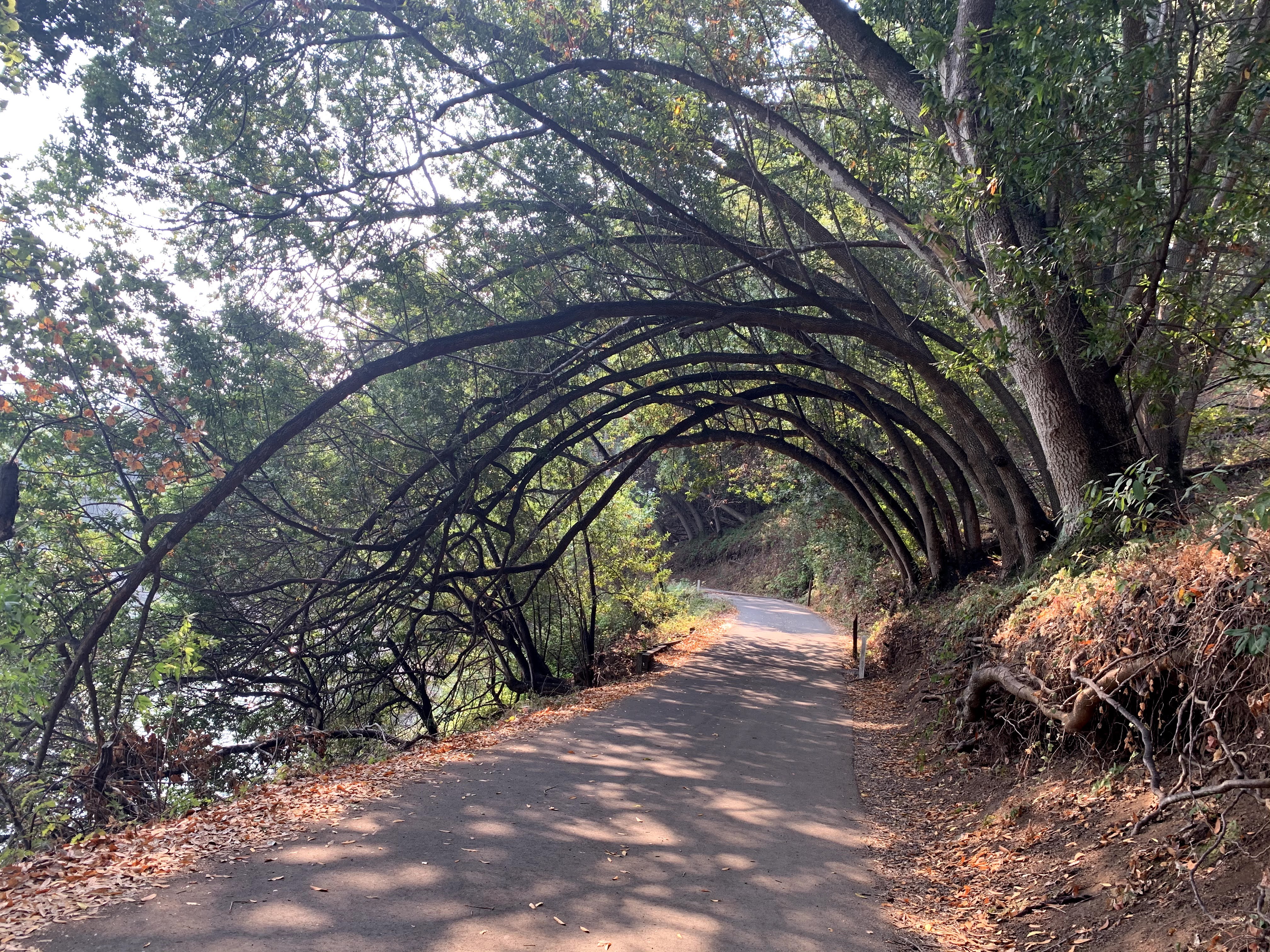 Lake Chabot Bent Trees