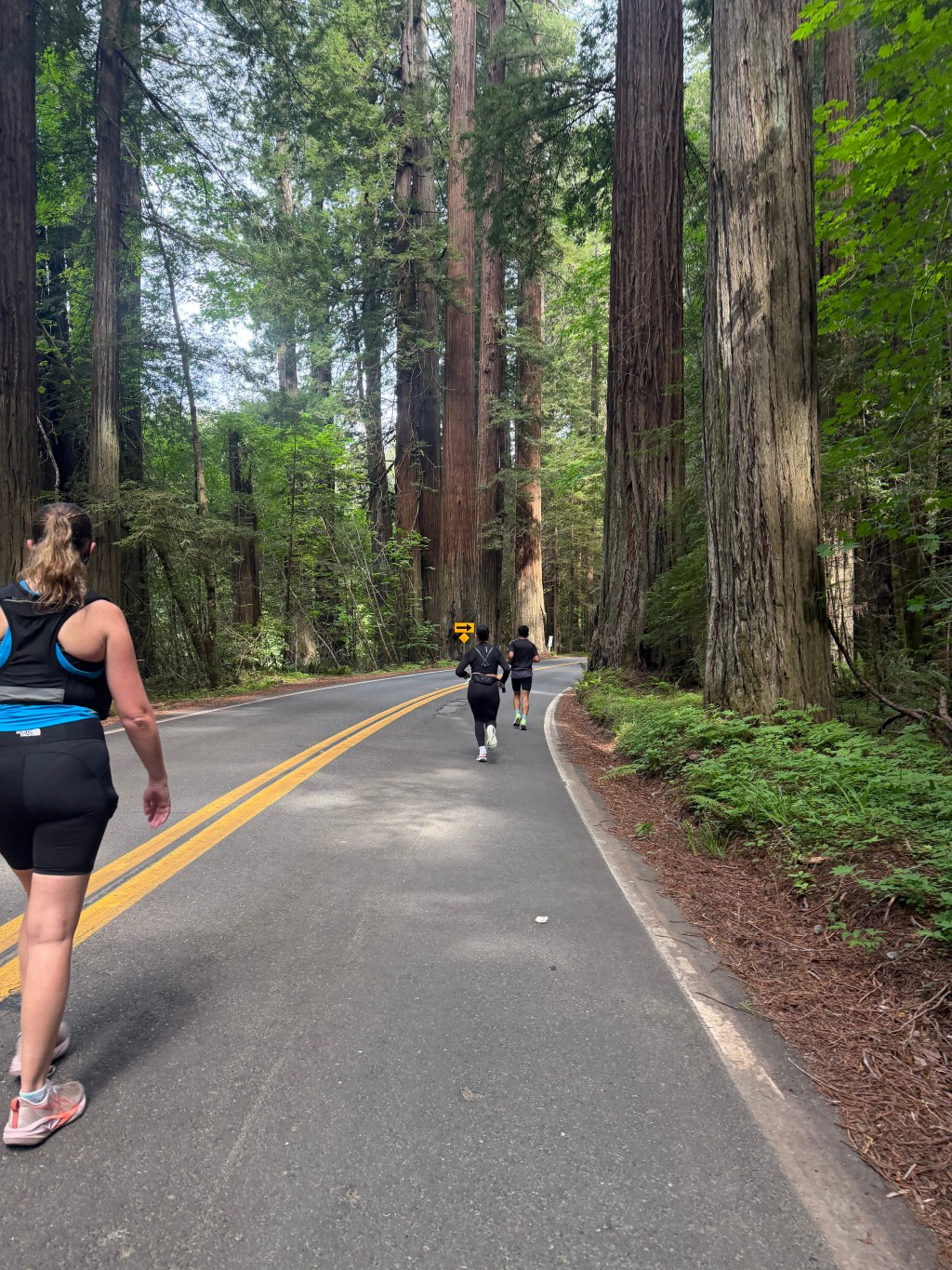 Reflections from the Redwoods